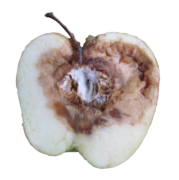 Bad fruit, bad trees